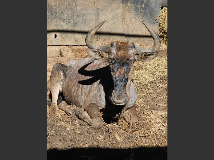 BLUE WILDEBEEST | ZEBULA
