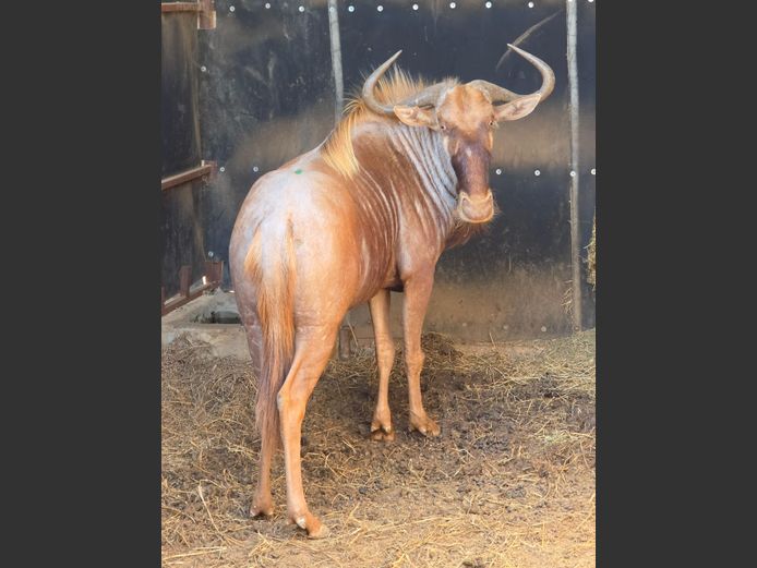GOUE WILDEBEES | DIPHOFU