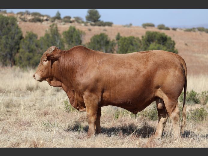 HBH 240059 | CLARK CATTLE COMPANY PTY LTD