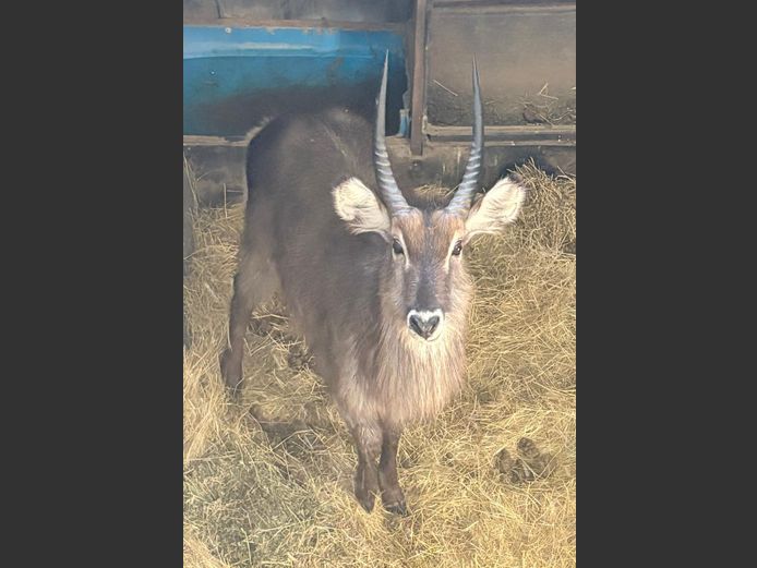 Waterbok Bul