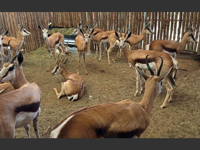 Kalahari Springbok Ooi