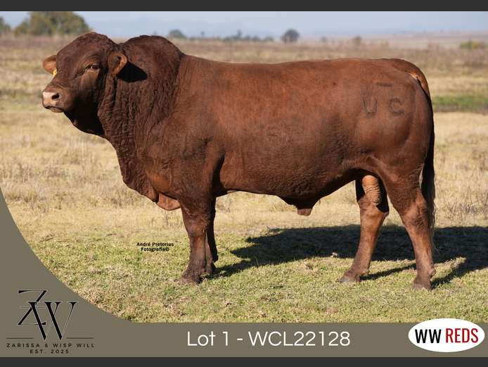 WCL22128 | WISP WILL REDS