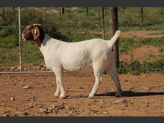 25-121 | Middelwater Boerbokke