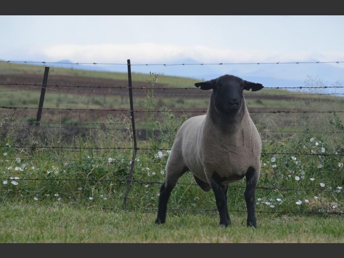 301 240136 | TWEESEUNS