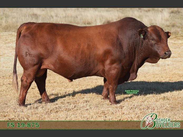 FS190875 | Boshoek Bovelders