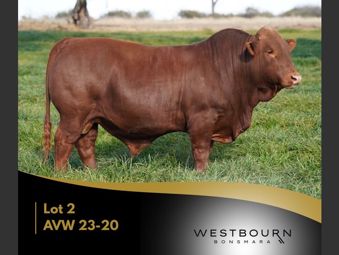 AVW 230020 | WESTBOURN BONSMARAS