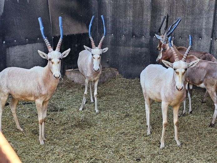 WHITE BLESBOK | PRINS GAME