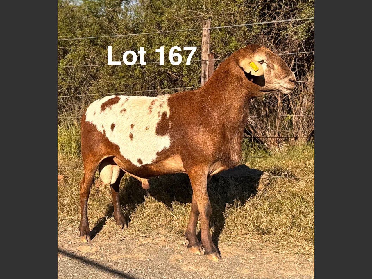 images