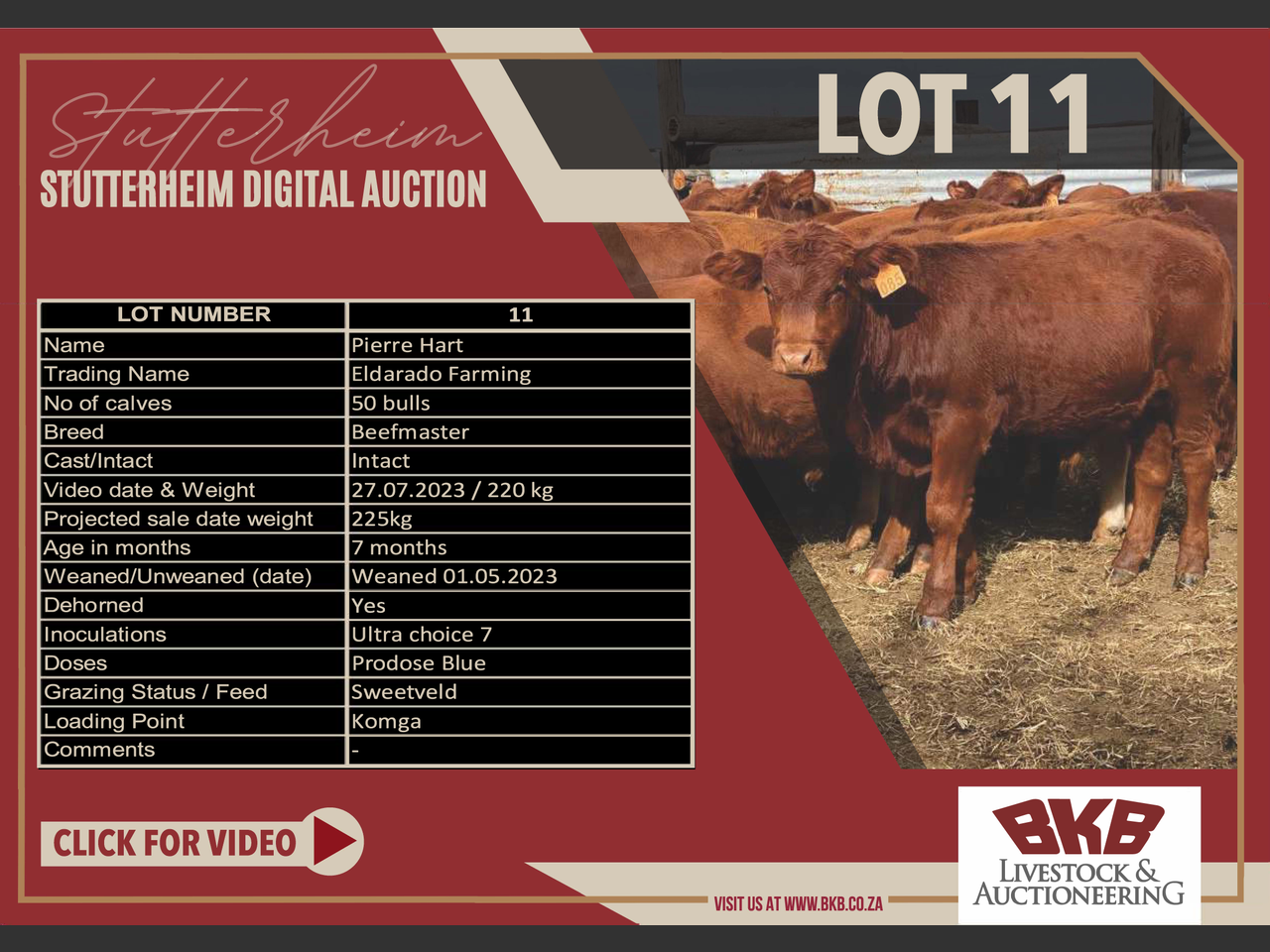 Lot 11 | STUTTERHEIM DIGITAL INTERNET WEANER SALE | SwiftVEE | South ...
