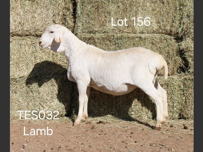 TES032 |  TES035 | I SPANGENBERG