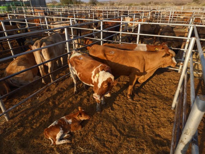 VAN NIEKERK PJ | DAIRY CATTLE 