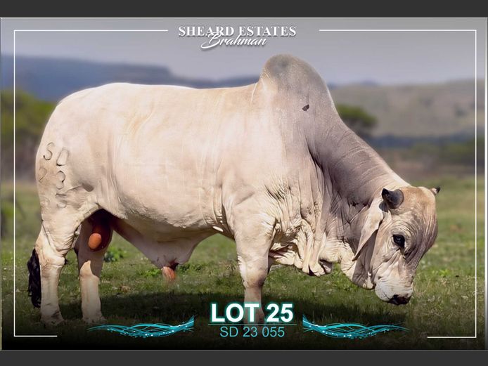 SD 23-055 | Sheard Estates
