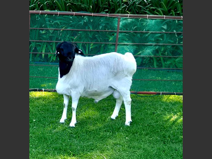 326 | P J Van Rensburg