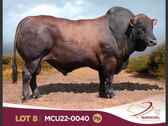 MCU220040 Pp(c)
