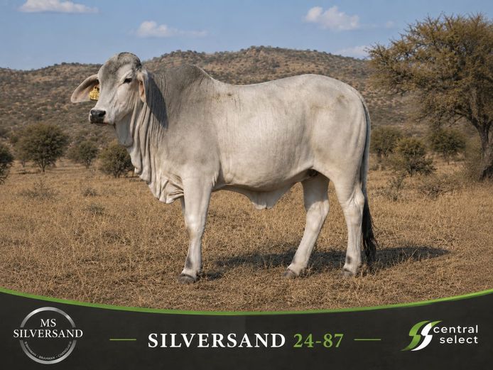 24-0087MS | SILVERSAND BRAHMAN