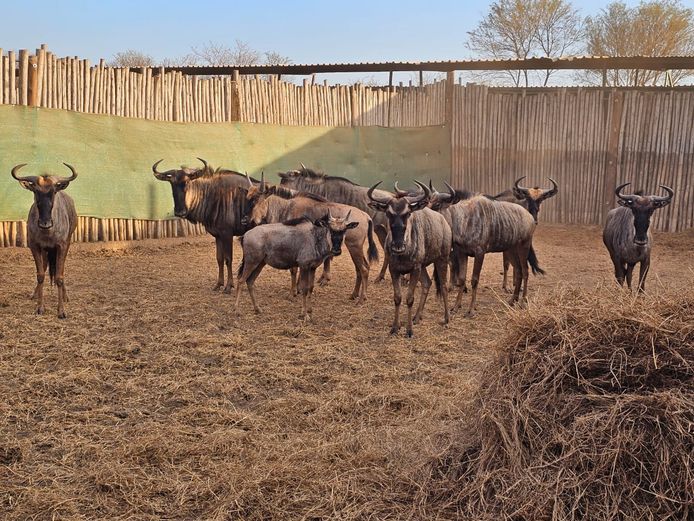 BLUE WILDEBEEST | SKUINSHOEK