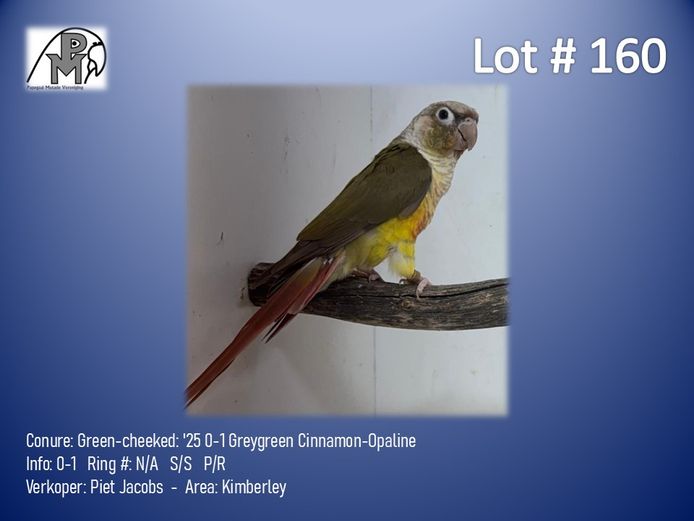 0-1 '25 Conure: Green-cheeked: Greygreen Cinnamon-Opaline - Piet Jacobs