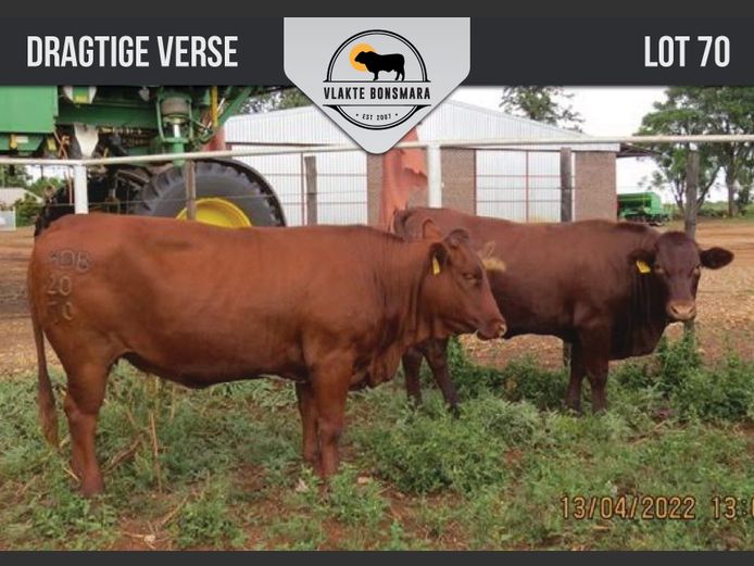 Commercial Animals | Harcor boerdery