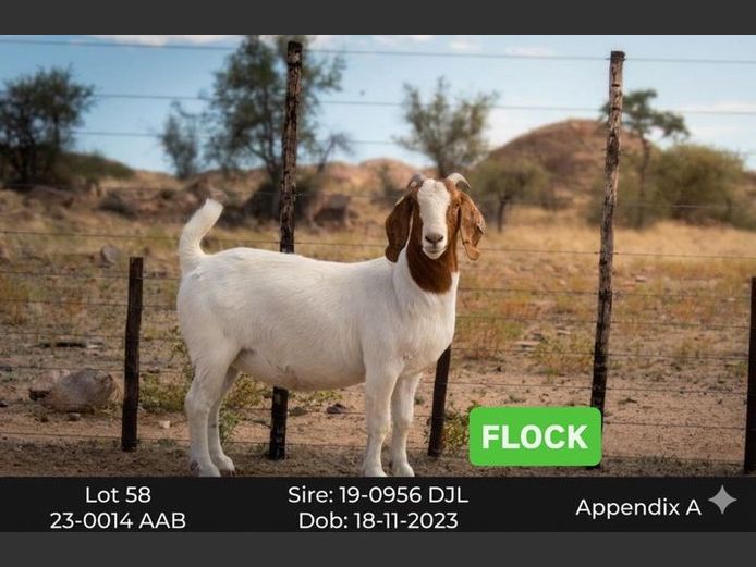 24-0014AAB | AC BOERBOKSTOET