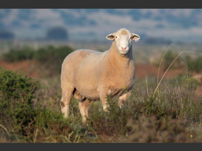 DZ250115 | 2 STEYNS BOERDERY