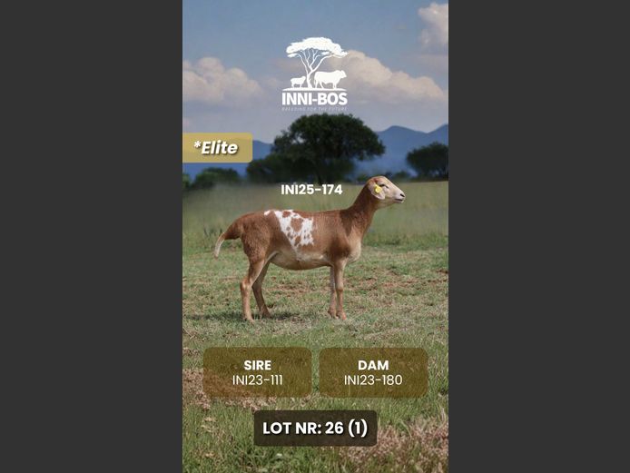 INI25-174 *Elite