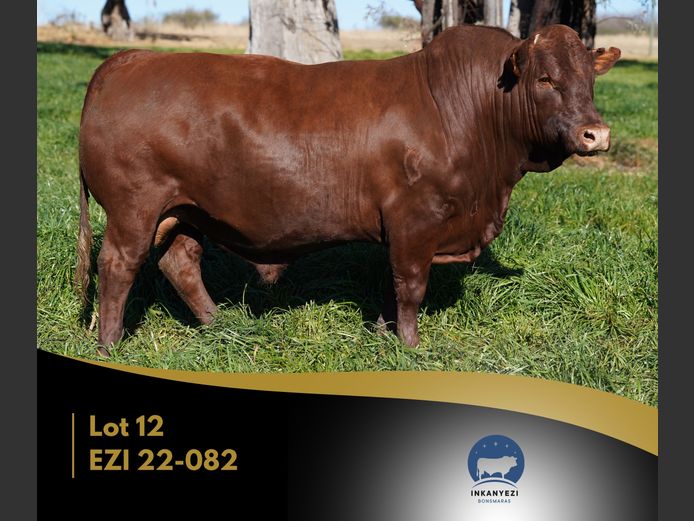 EZI 220082 | INKANYEZI BONSMARAS