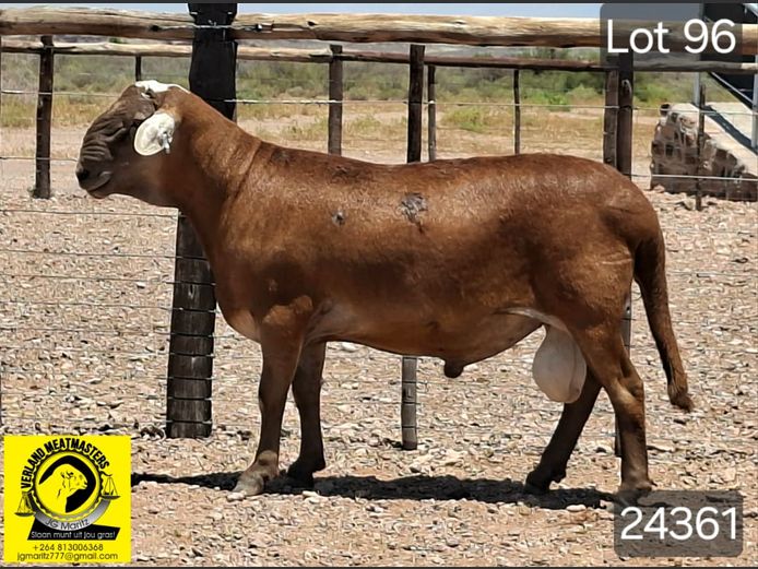 24361 | VERLAND MEATMASTERS