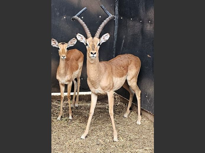 IMPALA | CHAZAKAMATS