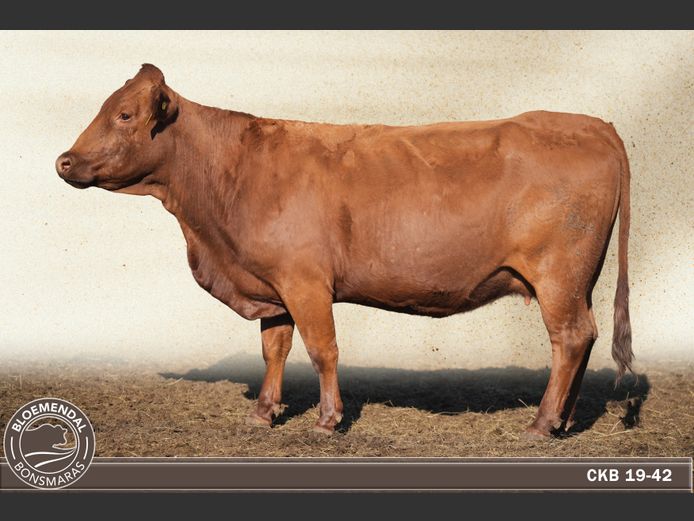 CKB190042 | CHRIS KRUGELL BLOEMENDAL