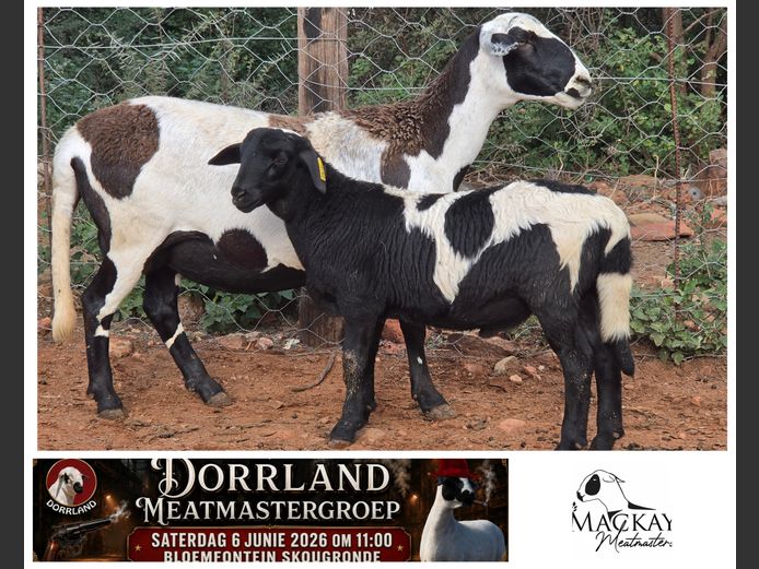 23-108 | Mackay Meatmasters