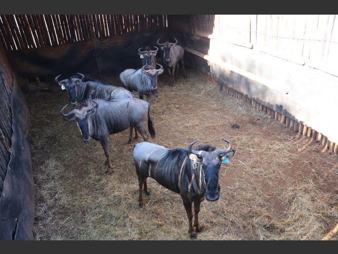 Potential Animals On Auction