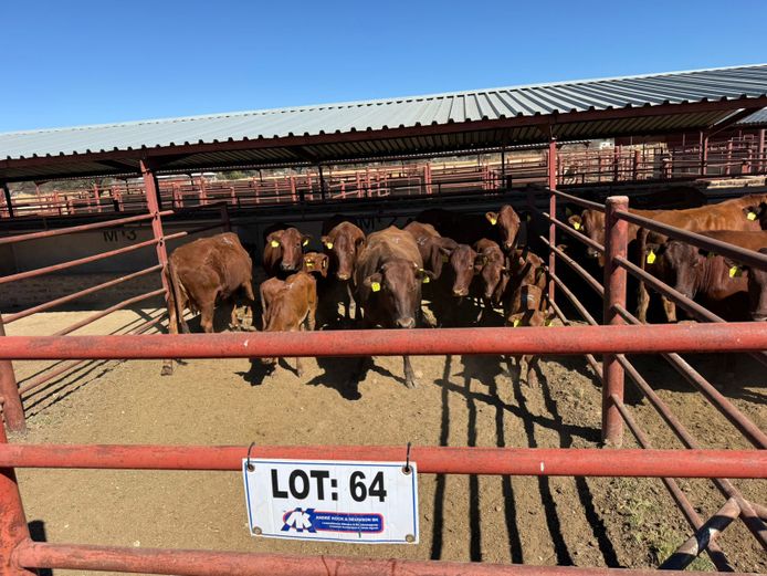 Commercial Animals | Mac Farms