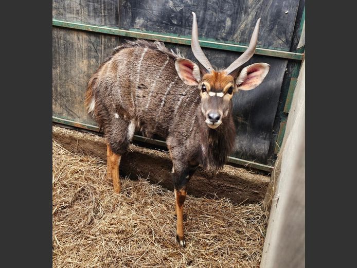 NYALA | BUFFELSKOM BDY