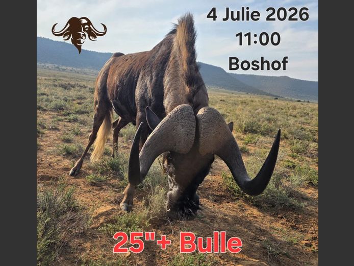 Swartwildebees Bul