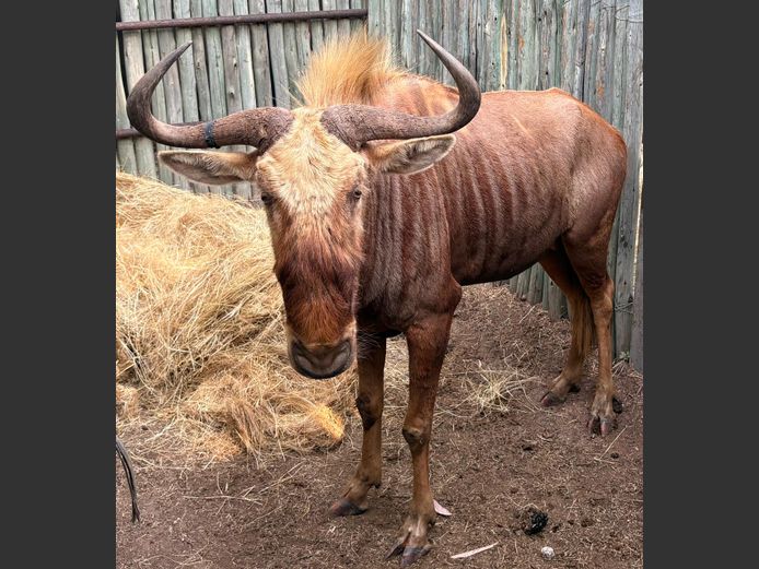 Goue Wildebees Bul
