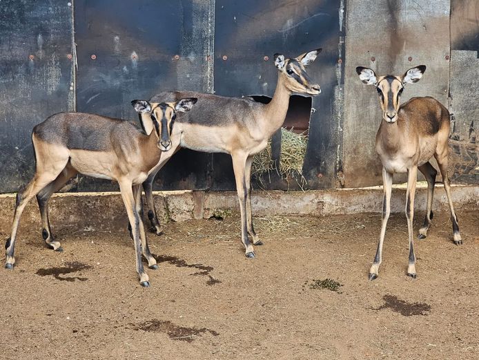SADDLEBACK ROOIBOK | DE KOK BOERDERY