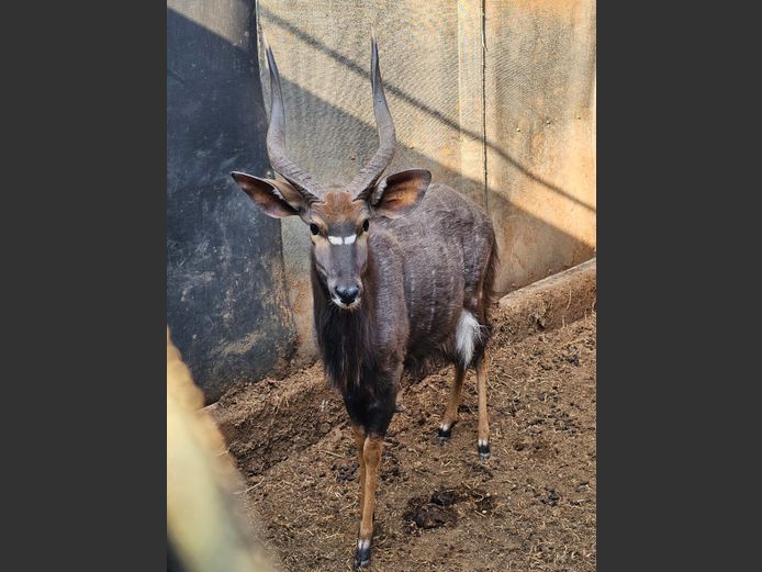 NYALA | ESTELLE BREDENKAMP