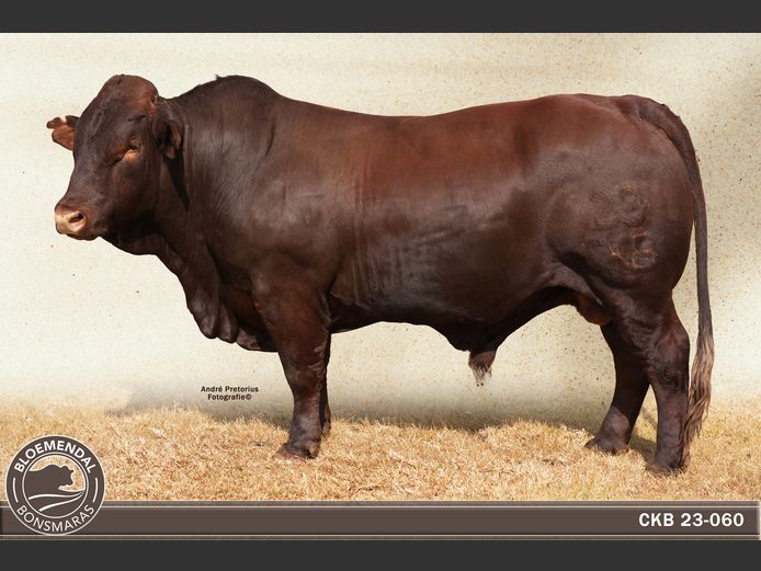 CKB 230060 | CHRIS KRUGELL BLOEMENDAL
