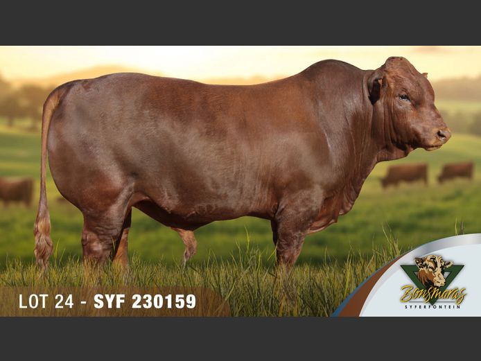 SYF230159 | SYFERFONTEIN BOERDERY