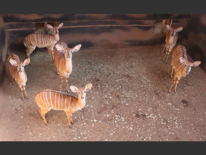 NYALAS