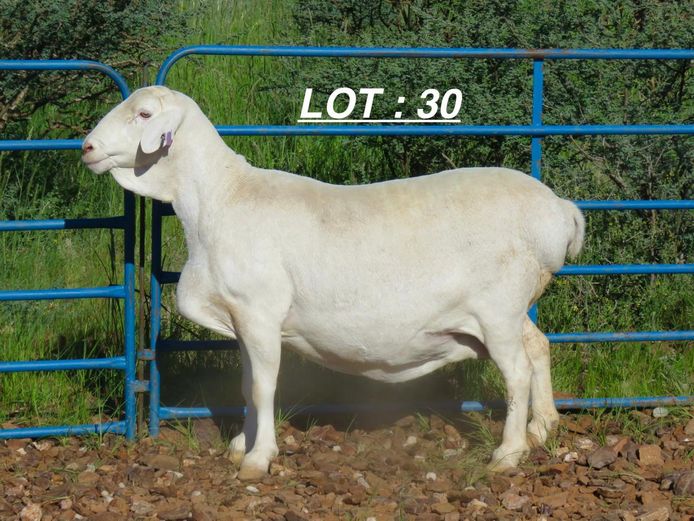 34 22 0139 | MNR. LOUIS VAN RENSBURG, H/A LEEUPUT TRUST