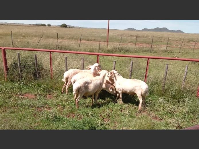 Ronderib Afrikaner Hamels | Vrolikheid Wild (DH Cilliers)