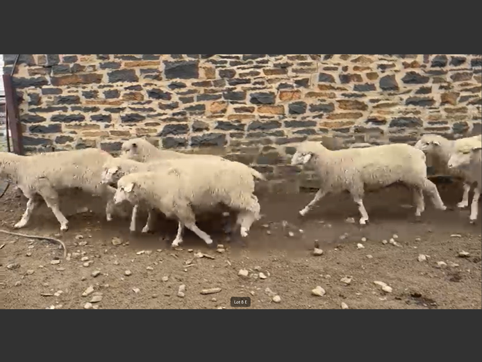 DOHNE MERINO VETLAMMERS