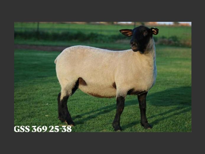 369250038 | GOOSEN SUFFOLK STOET