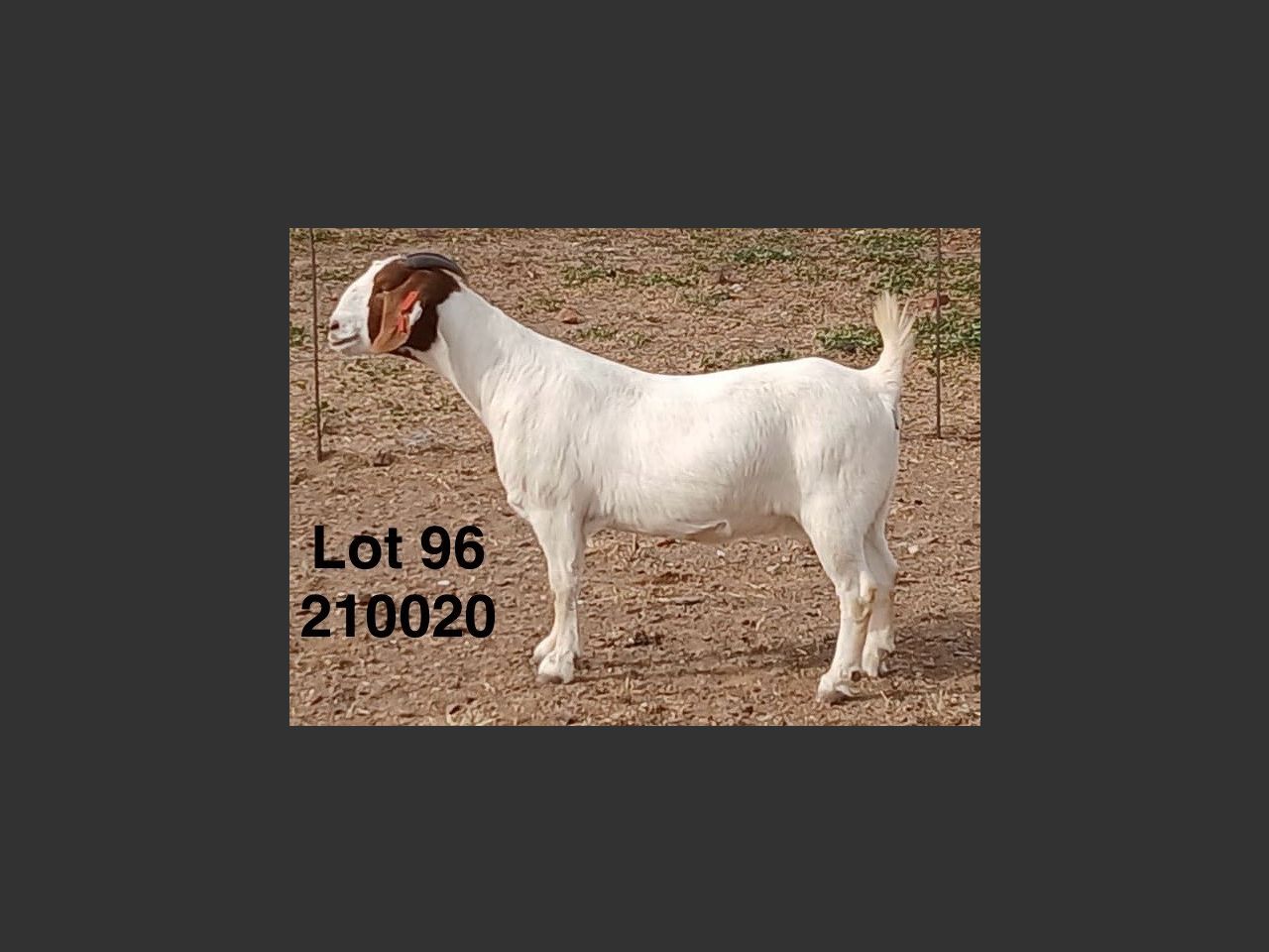 images