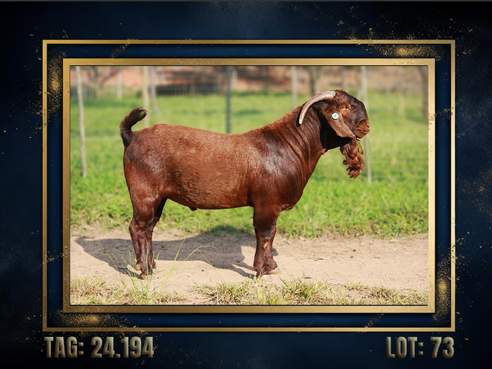 157240194 | CMLW Kalahari red stoet