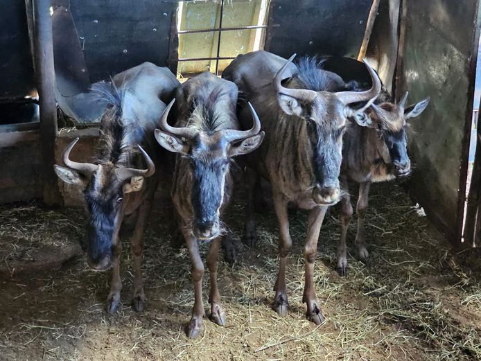 BLUEWILDEBEEST | CONRAAD