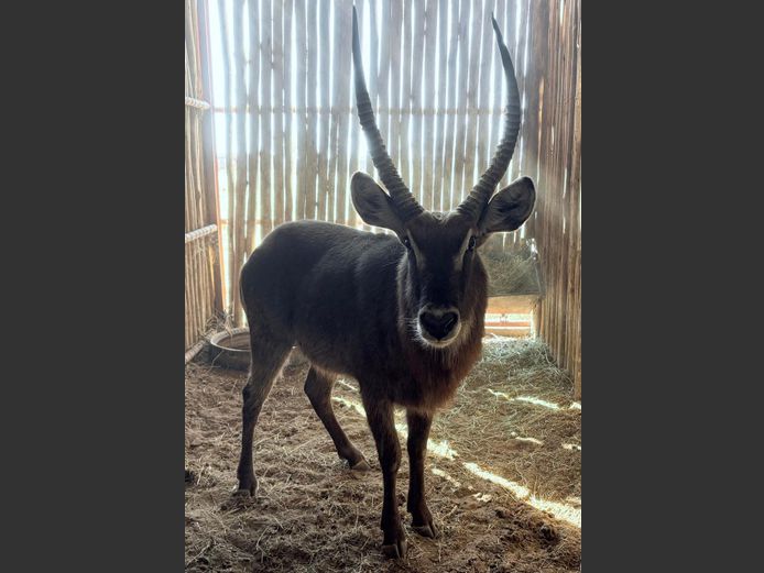 Waterbok Bul