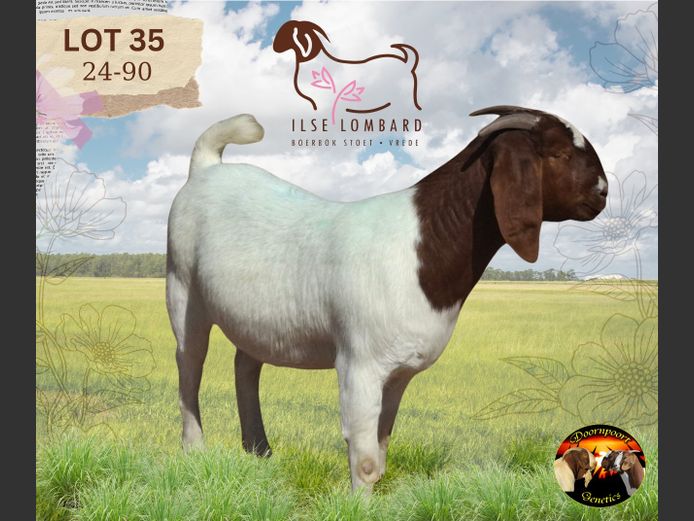 240090 | ILSE LOMBARD