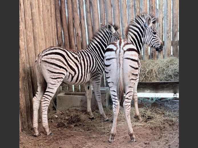 Zebra Vullens